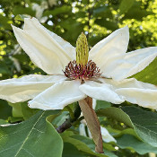  Rhododendronpark Bremen - botanika am 2.6.21
