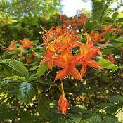  Rhododendronpark Bremen - botanika am 2.6.21