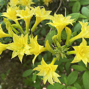 Rhododendron-Park Bremen - botanika, 2.6.21_6