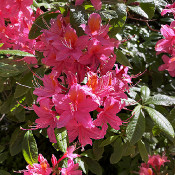 Rhododendron-Park Bremen - botanika, 2.6.21_7