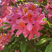 Rhododendron-Park Bremen - botanika, 2.6.21_9