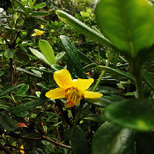 Rhododendron emarginatum_3