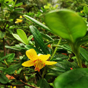 Rhododendron emarginatum_4