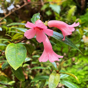 Rhododendron phaeochitum_1