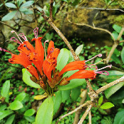 Rhododendron viriolosum_2