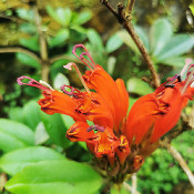 Rhododendron viriolosum_4
