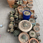 Part of our cacti collection, 3.9.20 - 1