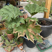 Part oh the collection with a big Gunnera manicata_1