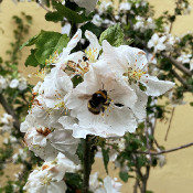 Insects visiting blossoms