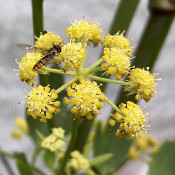 Hoverfly (Syrphidae) at a Lovage blossom (Levisticum officinale)