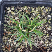 Carex firma, 19.5.21_3