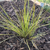 Carex flagellifera 