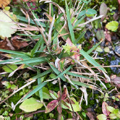 Poa alpina, Pflanze 1_2