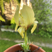 Iris suaveolens_2