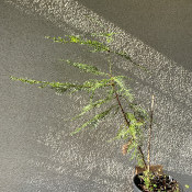 Sequoia sempervirens_1