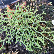 Selaginella arctica_2