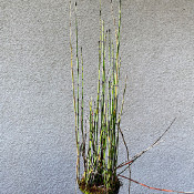 Equisetum hyemale (Winterschachtelhalm)_1