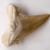 Weißer Hai, Zahn 1_1