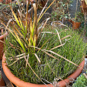 Plants