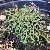 Selaginella arctica