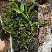 5) Dendronium pachyphyllum