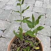 Salvia deserta 04