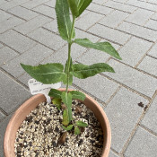 Salvia deserta 02