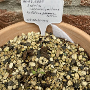 Salvia hierosolymitana 02