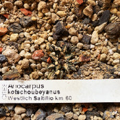 Ariocarpus kotschoubeyanus, 1.9.20, 1