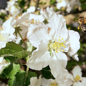 Honigbiene Apis mellifera beim Anflug auf eine Apfelblüte