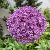 Zierlauch (Allium sp.), 20.6.21