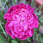 Rosa centifolia 'Parvifolia'_5