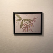 Cattleya schilleriana 1