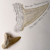 Weißer Hai, Zahn 1 - Zeichnung_2