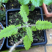 Urtica ferox Ongaonga, Pflanze 2, 2.10.21_2